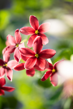 Beautiful pink and red Rangoon Creeper flowers in garden outdoorの写真素材