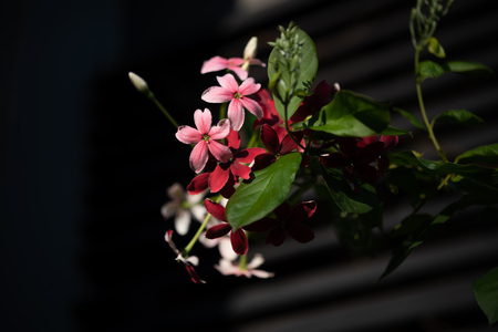 Beautiful pink and red Rangoon Creeper flowers in garden outdoorの写真素材