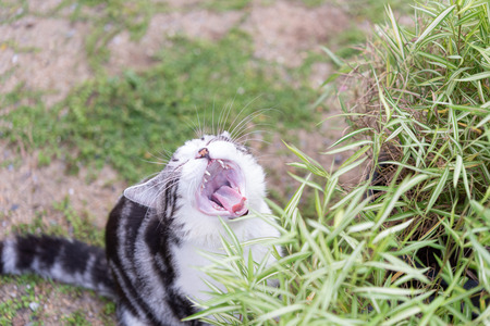 A lovely cat with silver bamboo tree,Thyrsostachys siamensis Gamble,natural medicine plant fot cats