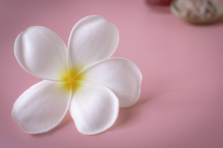 Beautiful white Plumeria flower on pink backgroundの写真素材