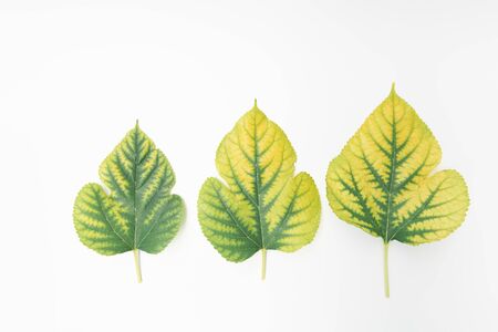 Mulberry green leaves isolated on white backgroundの写真素材