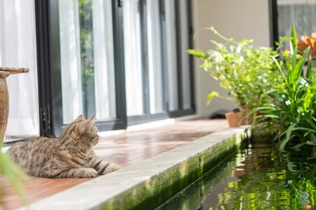 Handsome tabby cat sit on wooden balcony near fish pond, outdoor garden