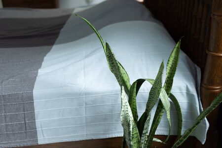 Sansevieria trifasciata,Absorb toxins plant in bedroom for good health