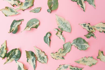 Dried leaves on pink background