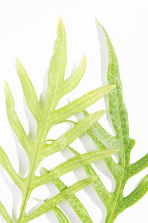 Wart fern leaf,Phymatosorus scolopendria fresh green leaves on white background,top viewの写真素材