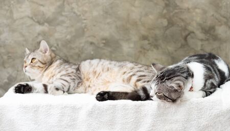 Close up two cute tabby cat sleep on white backgroundの写真素材