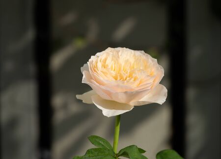Beautiful orange roses flower with  morning sun light in outdoor garden の写真素材