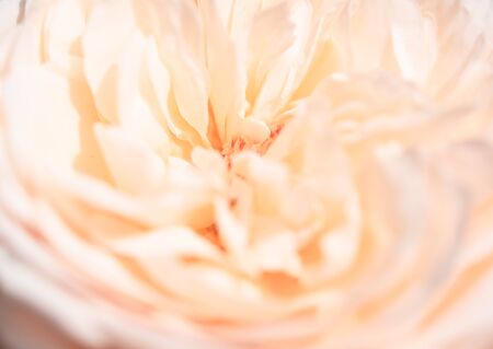 Beautiful close up softness pink rose petal backgroundの写真素材
