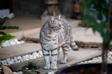 Lovely cute little cat with  beautiful yellow eyes stand on white stone garden outdoorの写真素材