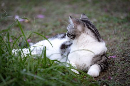 Lovely cute little cat with  beautiful yellow eyes sit on green grass garden outdoorの写真素材