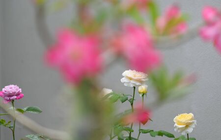 Colorful garden with beautiful yellow and pink rose flower の写真素材
