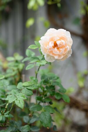 Beautiful orange rose flower with water drop after rain in outdoor garden の写真素材