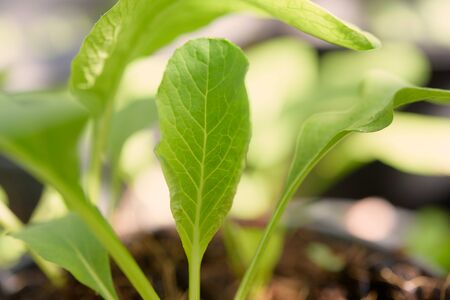 Home plant young Chinese Cabbage-PAI TSAI or Brassica chinensis Jusl var parachinensis on pot over...