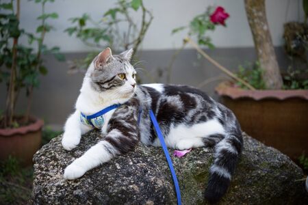 Lovely healthy  kitty with beautiful yellow eyes wearing collar for safetysit on rock in garden の写真素材