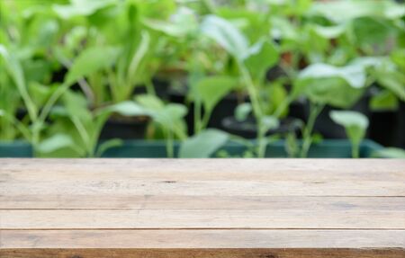 Wood table top with green Chinese cabbage  vegetable backgroundの写真素材
