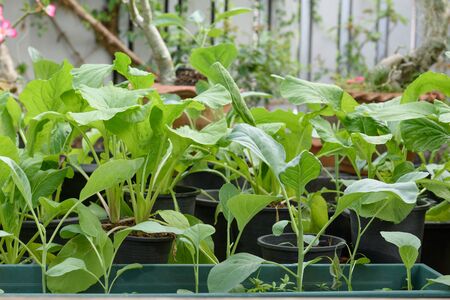 Home plant Chinese Cabbage-PAI TSAI or Brassica chinensis Jusl var parachinensis (Bailey) on pot in garden outdoor ,healthy food and livingの写真素材