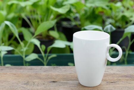 White coffee cup on wood plank in vegetable farm gardenの写真素材