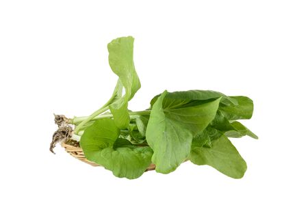 Home plant Chinese Cabbage-PAI TSAI or Brassica chinensis Jusl var parachinensis (Bailey) on bamboo tray isolated  over white backgroundの写真素材