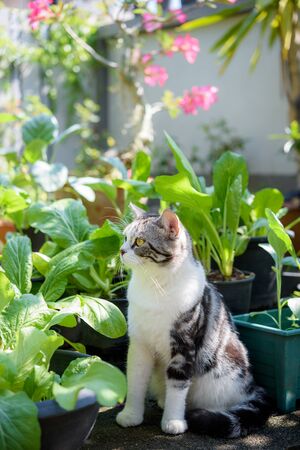 Lovely cute cat with  beautiful yellow eyes sit in Chinese cabbage vegetables garden home plantの写真素材