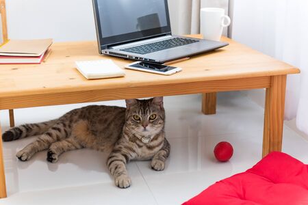 Workspace with cut cat,notebook,coffee cup and mobile phone at home,work from home conceptの写真素材