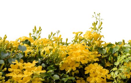 Beautiful yellow flower ivy tree isolated  on white background,Catâ Claw Creeper or BIGNONIACEAEの写真素材