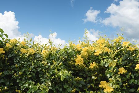 Beautiful yellow flower ivy tree  over blue sky  backgroundの写真素材
