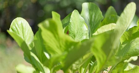 Green background,fresh green Chinese Cabbage-PAI TSAI or Brassica chinensis Jusl var parachinensisの写真素材