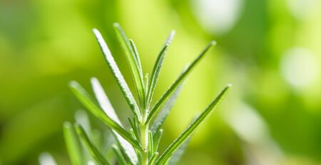 Fresh Rosemary bunch over yellow green blurred backgroundの写真素材