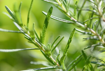 Fresh Rosemary bunch over yellow green blurred backgroundの写真素材