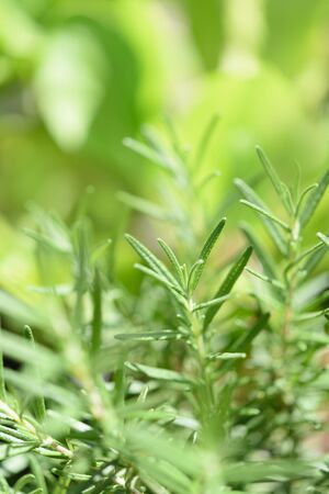 Fresh Rosemary bunch over yellow green blurred backgroundの写真素材