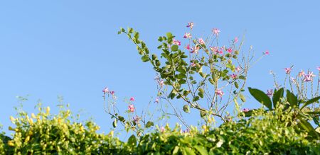 Beautiful pink Bauhinia flowers,Hong kong orchid tree over bright blue sky backgroundの写真素材
