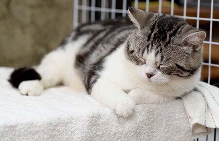 Black and white cute cat sleep on cozy white clothの写真素材