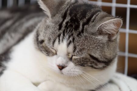 Black and white cute cat sleep on cozy white clothの写真素材