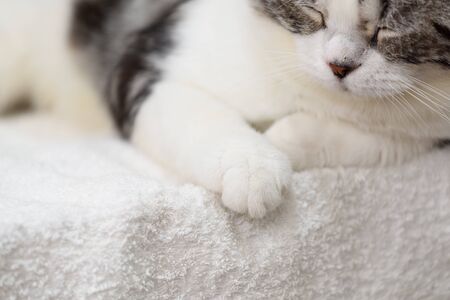 Black and white cute cat sleep on cozy white clothの写真素材