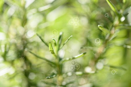 Natural fresh green leaf and oxygen icon over blurred background,enviroment  air purify conceptsの写真素材