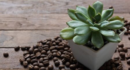 Succulent plants in vintage white pot and roasted coffee beans on wooden backgroundの写真素材