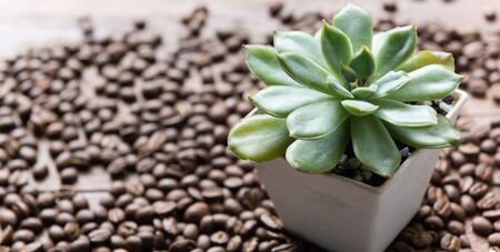 Succulent plants in vintage white pot and roasted coffee beans on wooden backgroundの写真素材