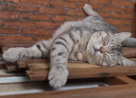 Cute short hair cat cozy sleep on wooden with brickwall background in living roomの写真素材