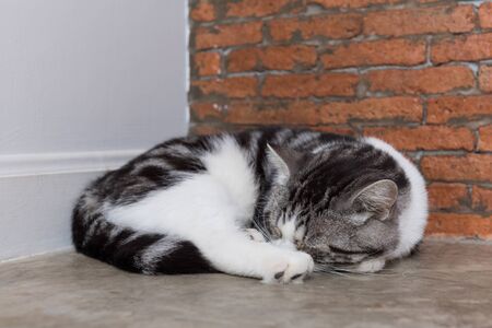 Cute short hair cat cozy sleep on wooden with brickwall background in living roomの写真素材