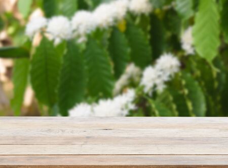 Coffee tree  with white color flower  blossom and green leaves in garden with wooden plank for product の写真素材