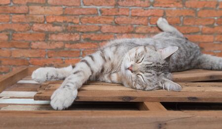 Cute short hair cat cozy sleep on wooden with brickwall background in living roomの写真素材