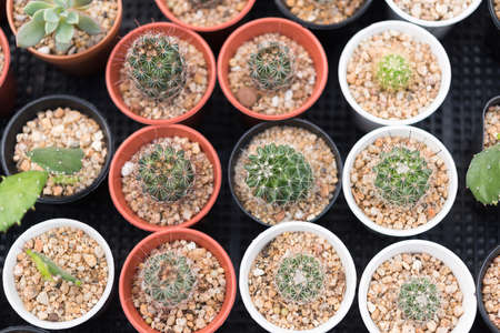 Tiny cactus flower pot on black tay for saleの写真素材