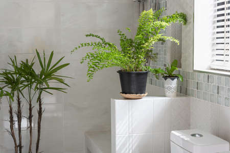 Fresh green fern plant decoration in modern restroom or bathroomの写真素材