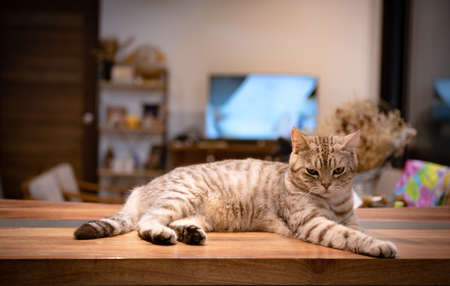 Cute tabby cat sit and relax on wooden counter in livivg room in night timeの写真素材