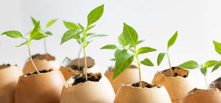 Seeds planting in  egg shells over white backgroundの写真素材