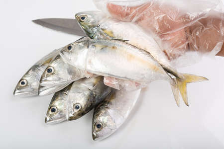 Hand in glove holding fresh Mackerel fish over white backgroundの写真素材