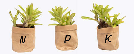 Nitrogen,Potassium;Potassium fertilizer wrote on Bromeliad in brown recycled paper pot isolated on white backgroundの写真素材