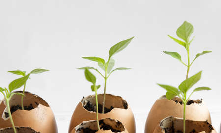 Seeds planting in  egg shells over white backgroundの写真素材