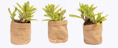 Bromeliad  in brown recycled paper pot isolated on white backgroundの写真素材