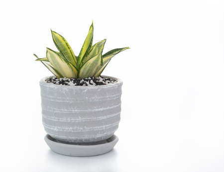 Snake plant or Sanseviera laurentii plant in clay pot isolated on white backgroundの写真素材